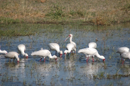 Many egrets 